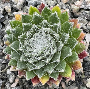 Sempervivum 'Boule de Neige' 